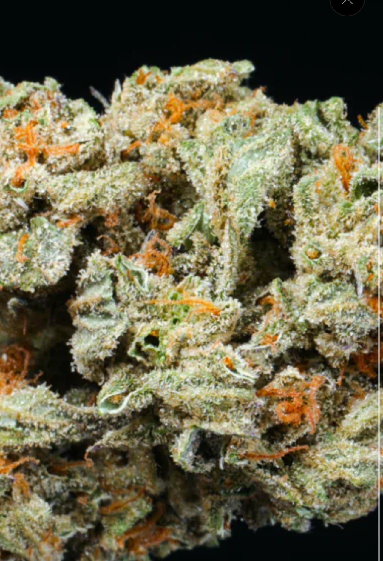 Dieseel Poison (3.5)